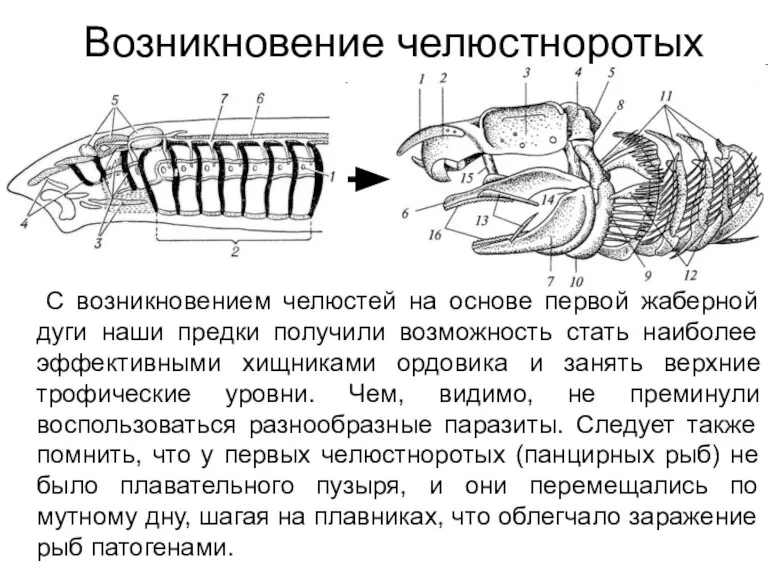 Возникновение челюстноротых С возникновением челюстей на основе первой жаберной дуги наши предки