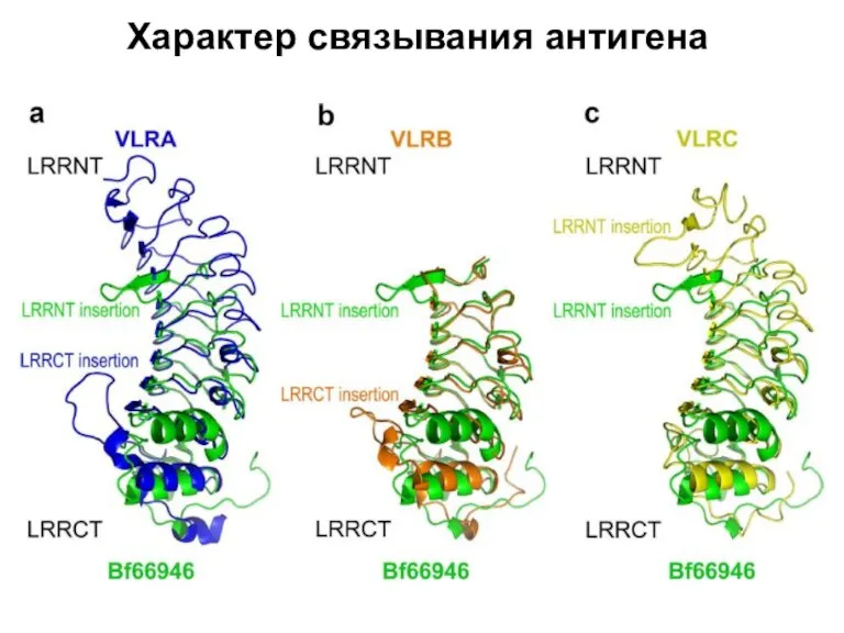 Характер связывания антигена