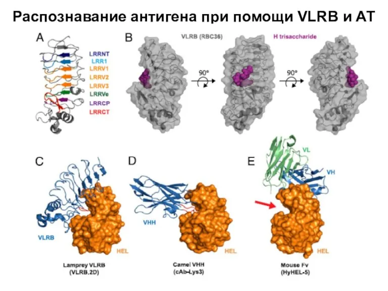 Распознавание антигена при помощи VLRB и АТ