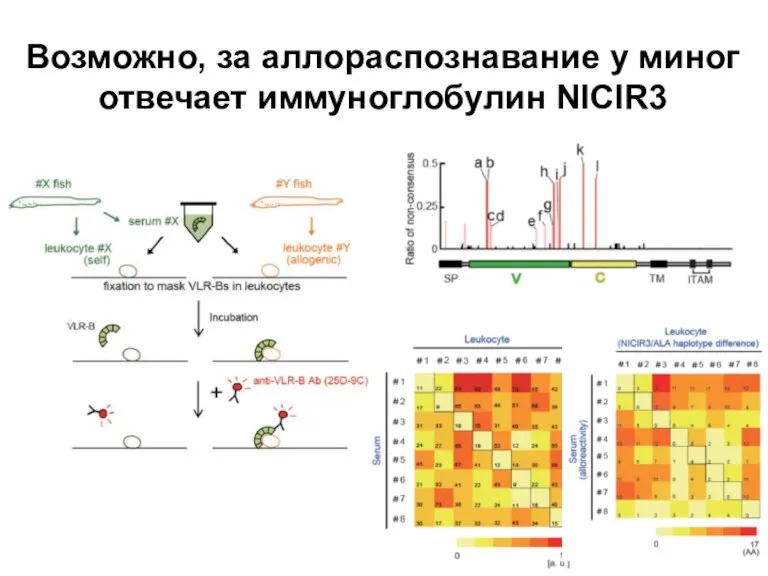 Возможно, за аллораспознавание у миног отвечает иммуноглобулин NICIR3