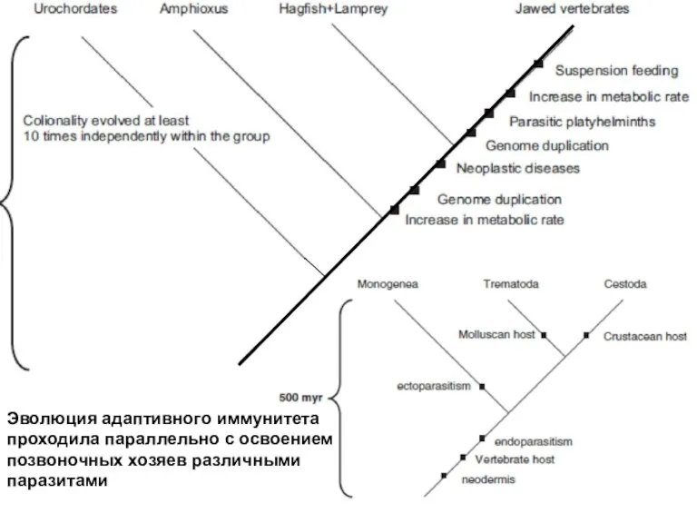 Эволюция адаптивного иммунитета проходила параллельно с освоением позвоночных хозяев различными паразитами