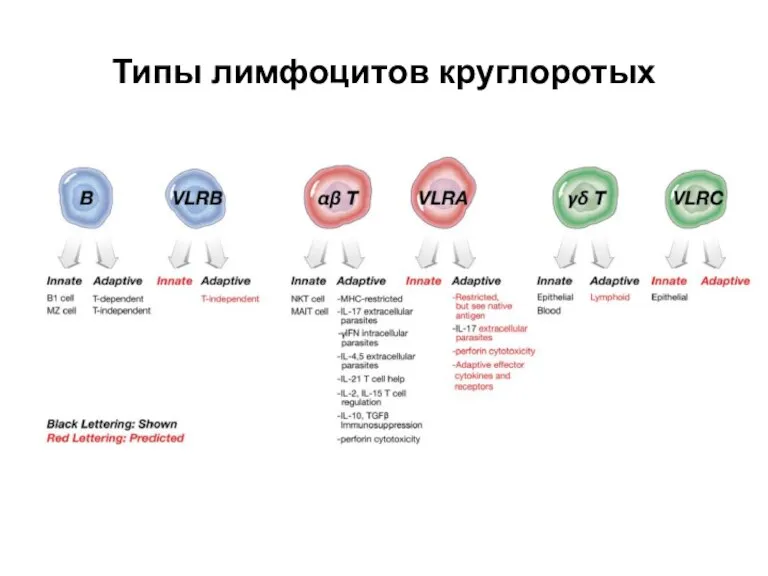 Типы лимфоцитов круглоротых