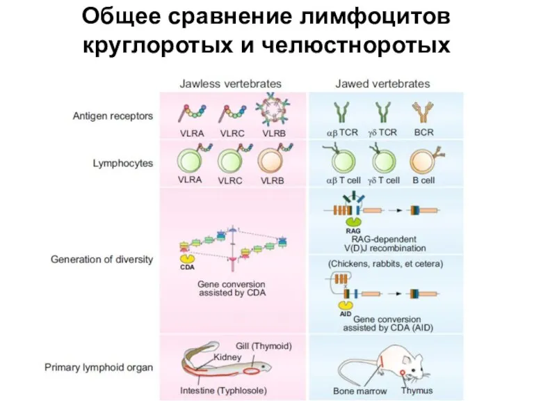 Общее сравнение лимфоцитов круглоротых и челюстноротых