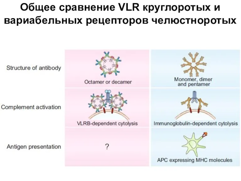 Общее сравнение VLR круглоротых и вариабельных рецепторов челюстноротых