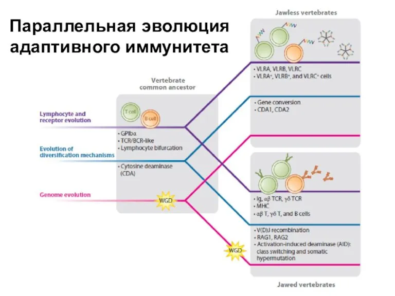 Параллельная эволюция адаптивного иммунитета