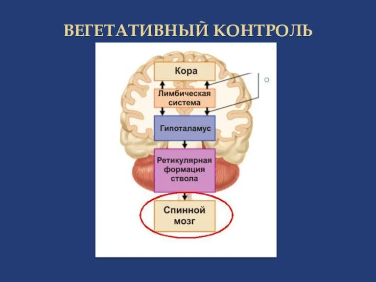 ВЕГЕТАТИВНЫЙ КОНТРОЛЬ