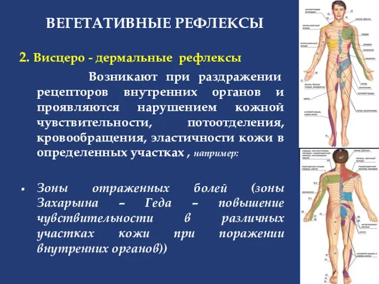 ВЕГЕТАТИВНЫЕ РЕФЛЕКСЫ 2. Висцеро - дермальные рефлексы Возникают при раздражении рецепторов внутренних