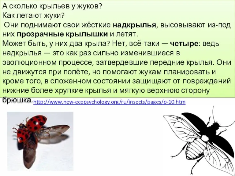 А сколько крыльев у жуков? Как летают жуки? Они поднимают свои жёсткие