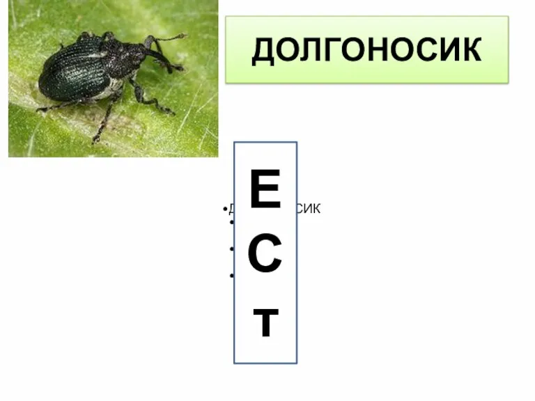 ДОЛГОНОСИК ДОЛГОНОСИК ЛИСТЬЯ КОРНИ ЦВЕТЫ Е С т