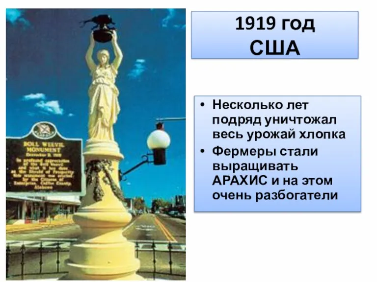 1919 год США Несколько лет подряд уничтожал весь урожай хлопка Фермеры стали