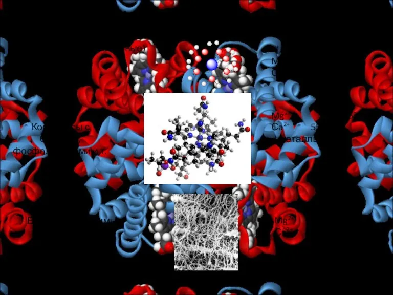 Формы существования ионов Акватированные (свободные) ионы K+, Na+ 100% Mg2+ 55-60% Сa2+