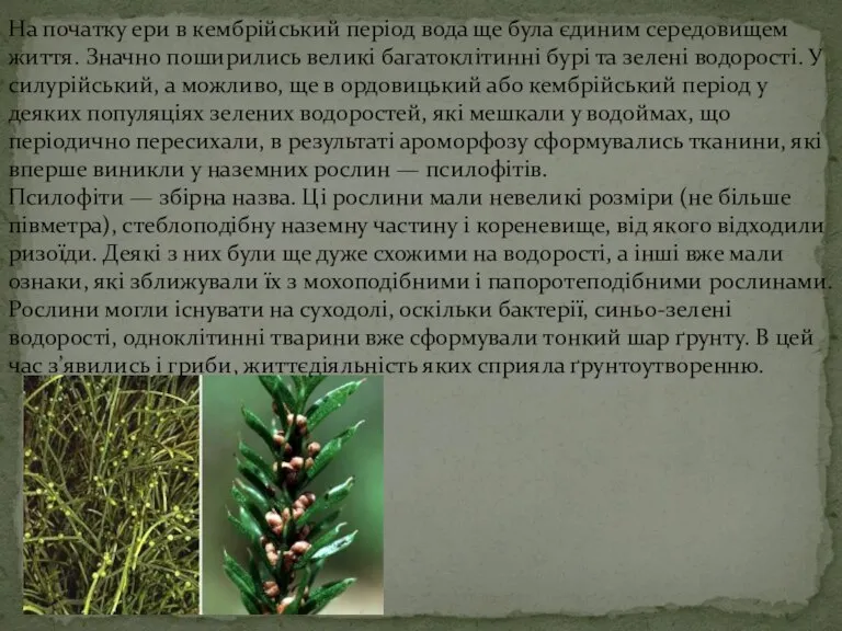 На початку ери в кембрійський період вода ще була єдиним середовищем життя.