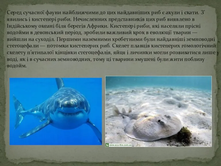 Серед сучасної фауни найближчими до цих найдавніших риб є акули і скати.