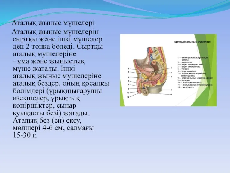 Аталық жыныс мүшелері Аталық жыныс мүшелерін сыртқы және ішкі мүшелер деп 2