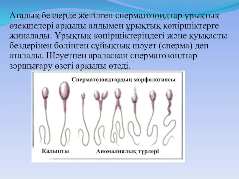 Аталық бездерде жетілген сперматозоидтар ұрықтық өзекшелері арқылы алдымен ұрықтық көпіршіктерге жиналады. Ұрықтық