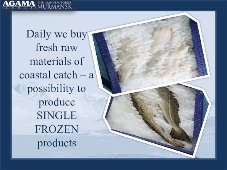 Daily we buy fresh raw materials of coastal catch – a possibility