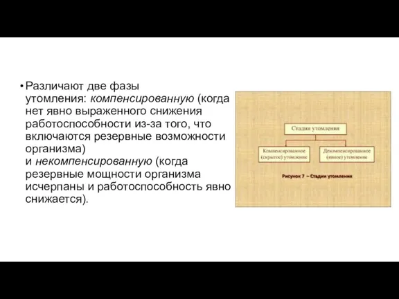 Различают две фазы утомления: компенсированную (когда нет явно выраженного снижения работоспособности из-за