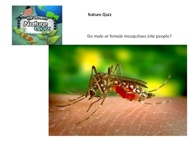Nature Quiz Do male or female mosquitoes bite people?