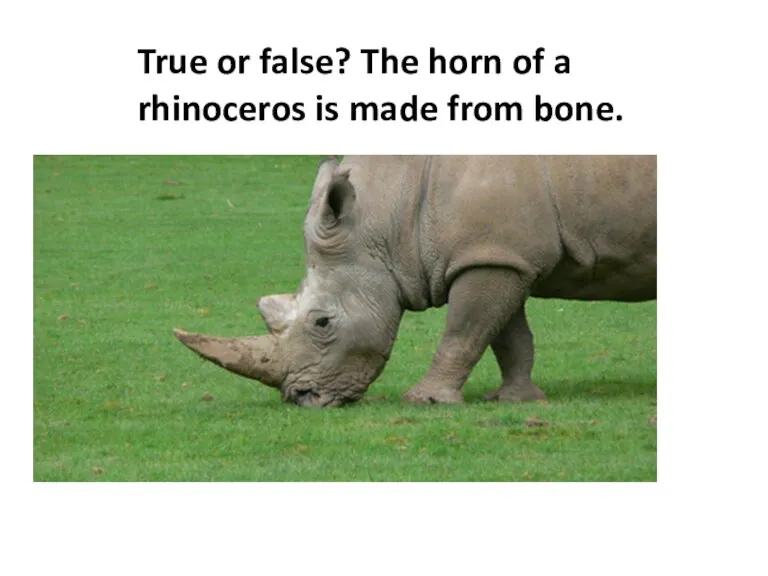 True or false? The horn of a rhinoceros is made from bone.