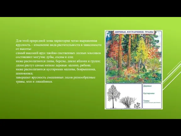 Для этой природной зоны характерна четко выраженная ярусность – изменение вида растительности
