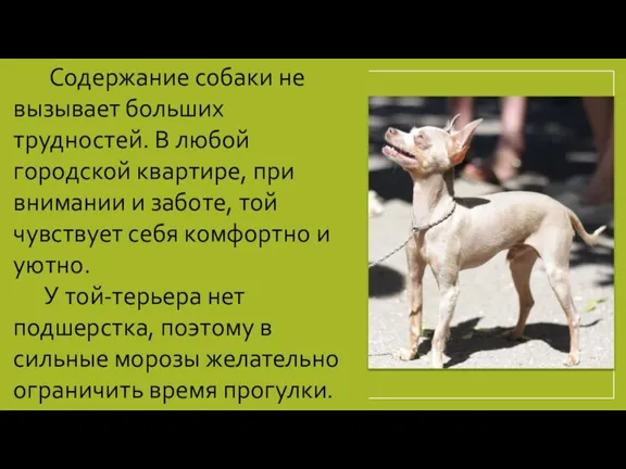 Содержание собаки не вызывает больших трудностей. В любой городской квартире, при внимании