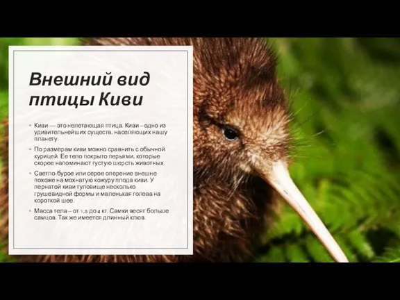 Внешний вид птицы Киви Киви — это нелетающая птица. Киви – одно
