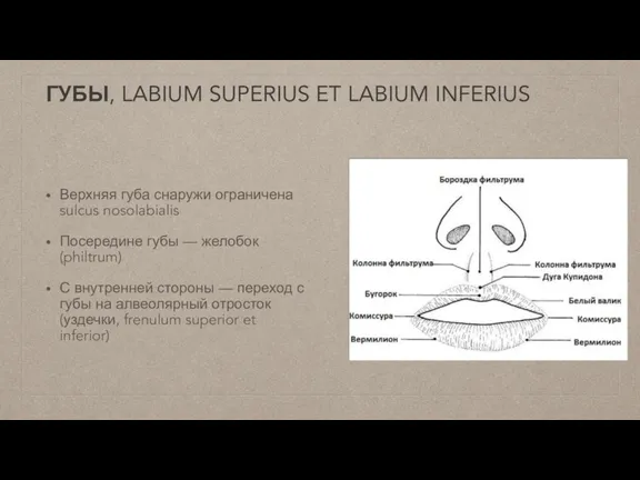 ГУБЫ, LABIUM SUPERIUS ET LABIUM INFERIUS Верхняя губа снаружи ограничена sulcus nosolabialis