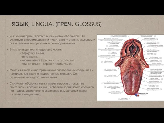ЯЗЫК, LINGUA, (ГРЕЧ. GLOSSUS) мышечный орган, покрытый слизистой оболочкой. Он участвует в