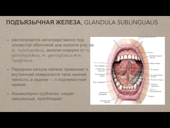 ПОДЪЯЗЫЧНАЯ ЖЕЛЕЗА, GLANDULA SUBLINGUALIS располагается непосред­ственно под слизистой оболочкой дна полости рта,