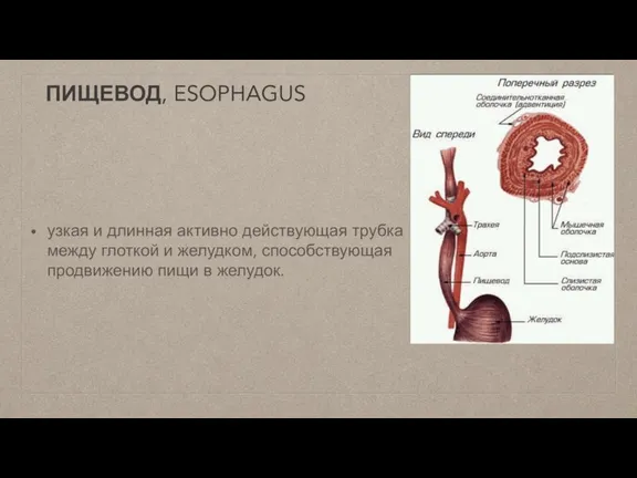 ПИЩЕВОД, ESOPHAGUS узкая и длинная активно действующая трубка между глоткой и желудком,