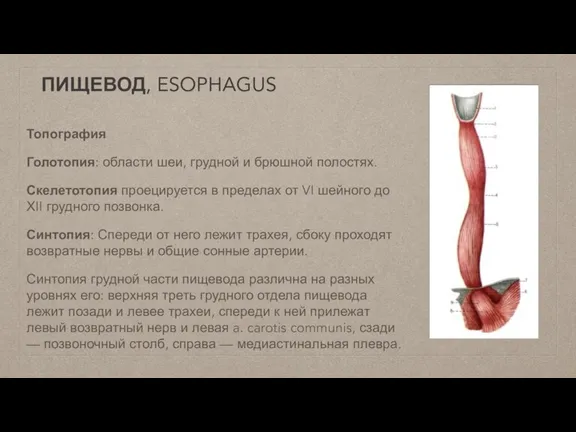ПИЩЕВОД, ESOPHAGUS Топография Голотопия: области шеи, грудной и брюшной полостях. Скелетотопия проецируется