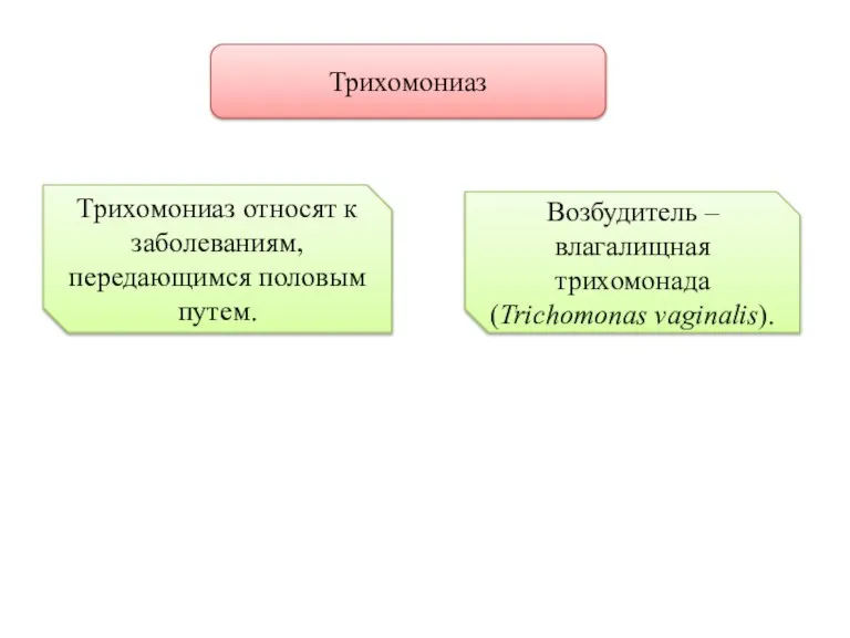 Трихомониаз Трихомониаз относят к заболеваниям, передающимся половым путем. Возбудитель – влагалищная трихомонада (Trichomonas vaginalis).