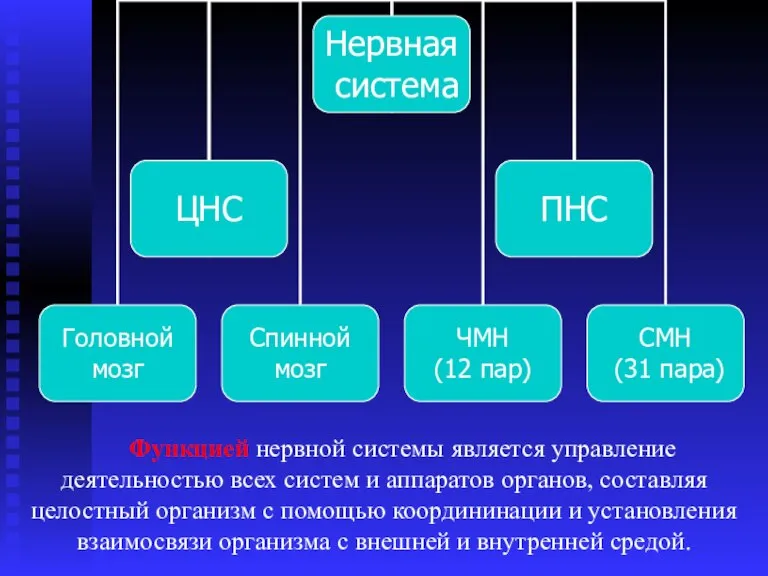 Функцией нервной системы является управление деятельностью всех систем и аппаратов органов, составляя