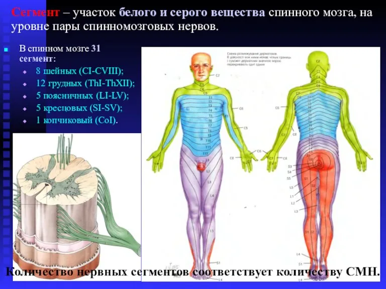 В спинном мозге 31 сегмент: 8 шейных (CI-CVIII); 12 грудных (ThI-ThXII); 5