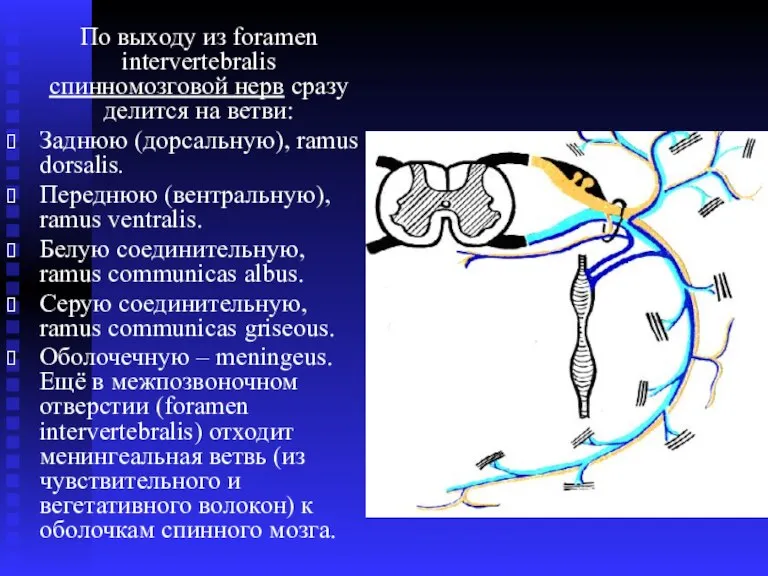 По выходу из foramen intervertebralis спинномозговой нерв сразу делится на ветви: Заднюю