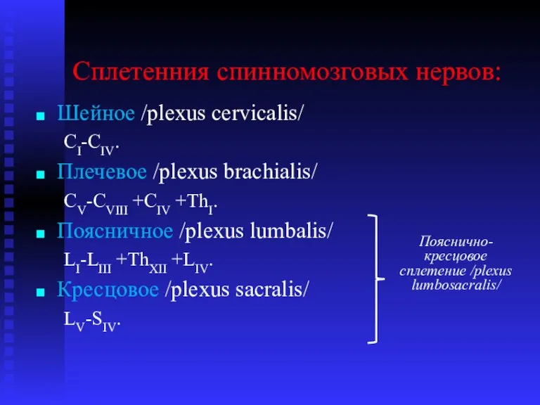 Сплетенния спинномозговых нервов: Шейное /plexus cervicalis/ CI-CIV. Плечевое /plexus brachialis/ CV-CVIII +CIV