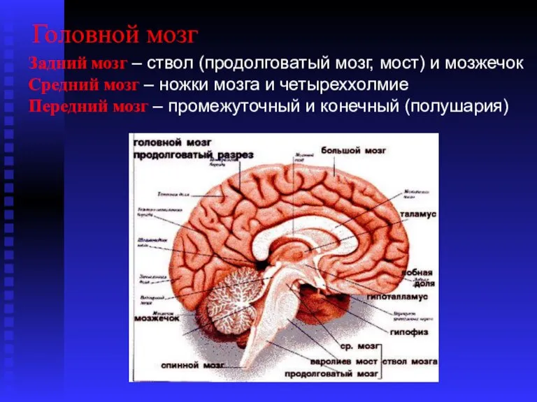 Головной мозг Задний мозг – ствол (продолговатый мозг, мост) и мозжечок Средний