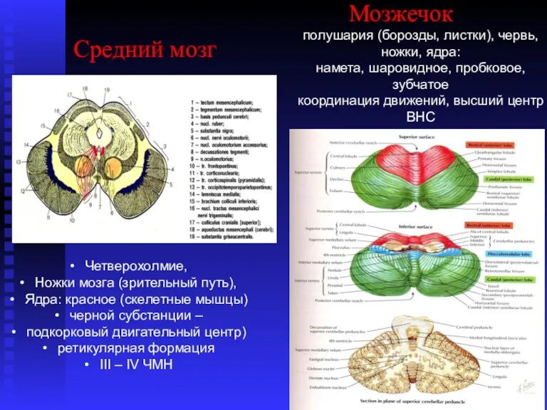 Средний мозг Четверохолмие, Ножки мозга (зрительный путь), Ядра: красное (скелетные мышцы) черной