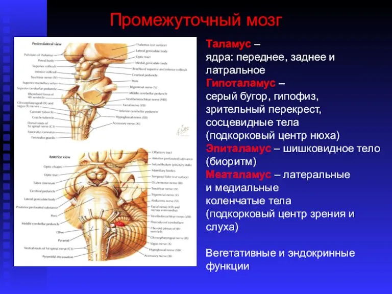 Промежуточный мозг Таламус – ядра: переднее, заднее и латральное Гипоталамус – серый