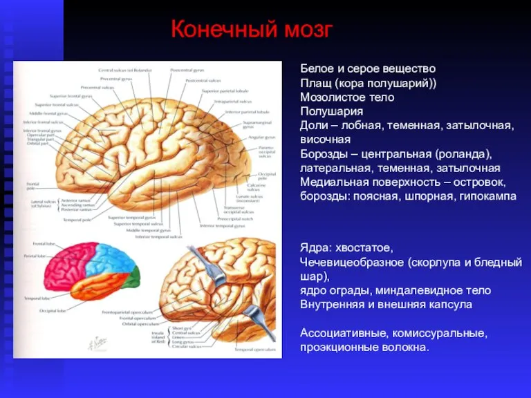 Конечный мозг Ядра: хвостатое, Чечевицеобразное (скорлупа и бледный шар), ядро ограды, миндалевидное