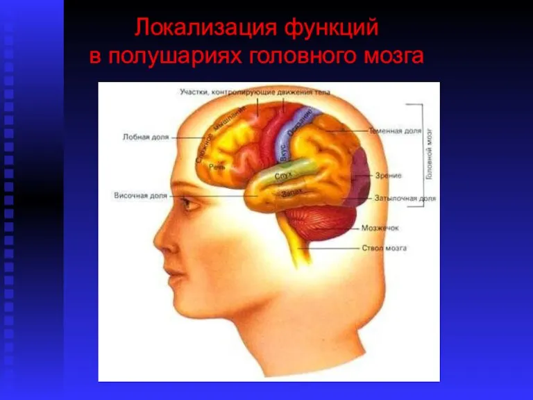 Локализация функций в полушариях головного мозга