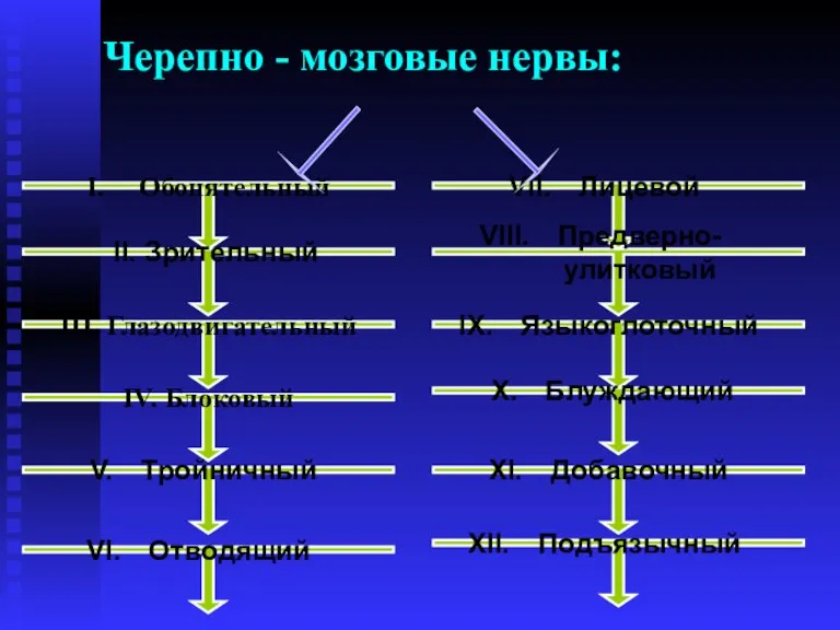 Черепно - мозговые нервы: