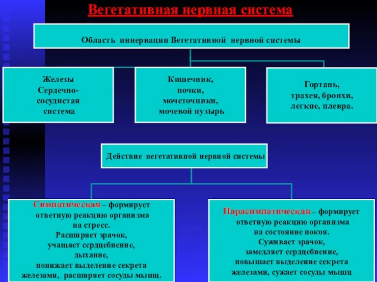 Вегетативная нервная система