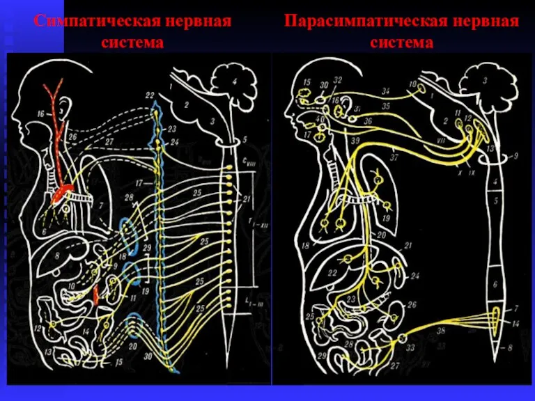 Симпатическая нервная система Парасимпатическая нервная система