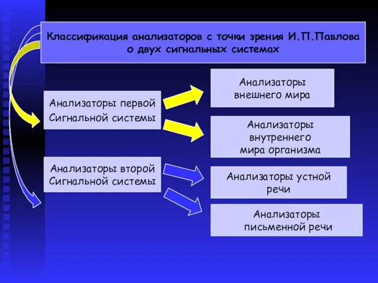 Классификация анализаторов с точки зрения И.П.Павлова о двух сигнальных системах Анализаторы первой