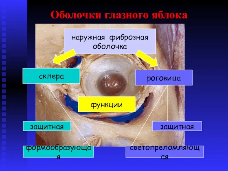 Оболочки глазного яблока