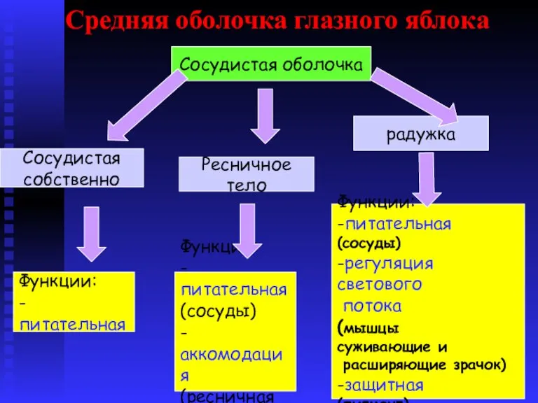 Средняя оболочка глазного яблока