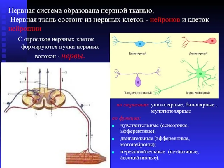 С отростков нервных клеток формируются пучки нервных волокон - нервы. по строению: