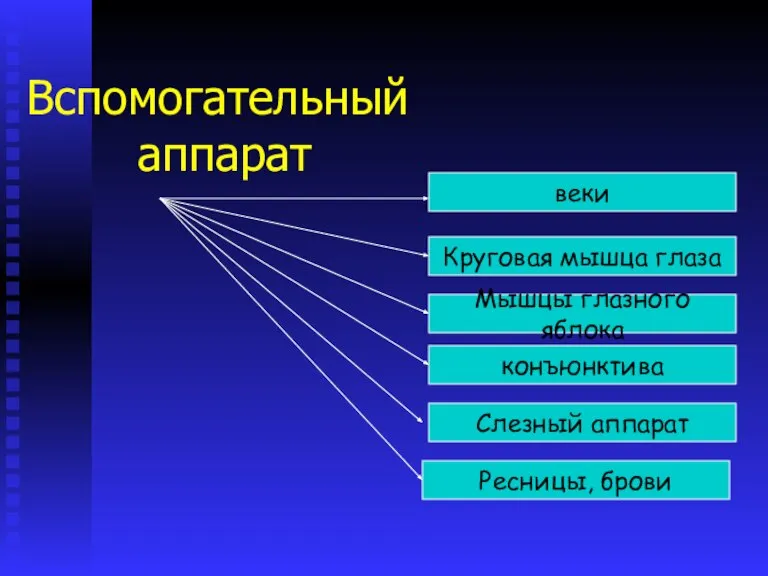 Вспомогательный аппарат Ресницы, брови Слезный аппарат конъюнктива Мышцы глазного яблока Круговая мышца глаза веки