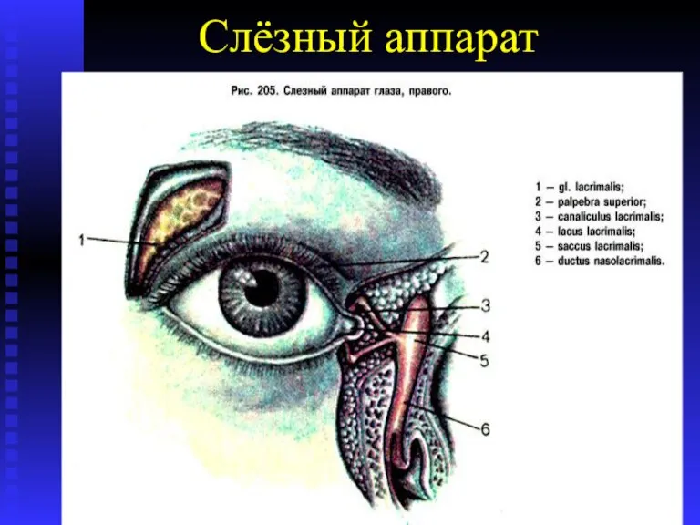 Слёзный аппарат